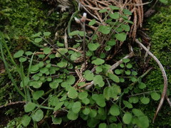 Cardamine forsteri