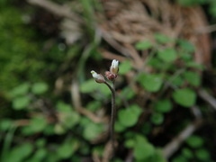 Cardamine forsteri