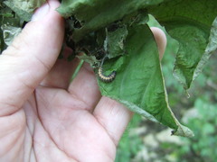 Omphalocera munroei