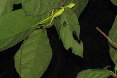 Bronchocela cristatella