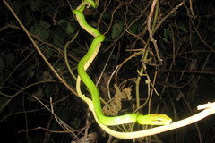 Gonyosoma oxycephalum