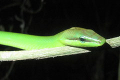 Gonyosoma oxycephalum