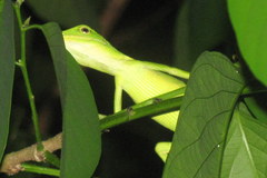 Bronchocela cristatella