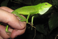 Bronchocela cristatella