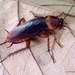 American Cockroach - Photo (c) Len Worthington, some rights reserved (CC BY-SA)