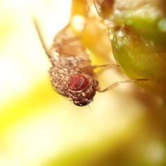 Drosophila repleta