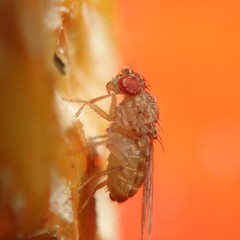 Drosophila repleta