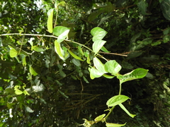 Gouania longipetala image