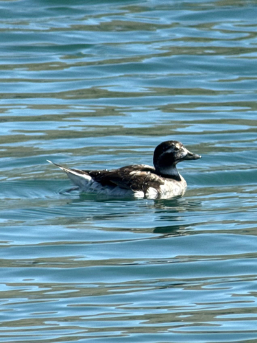 Pato havelda (Clangula hyemalis)