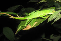 Bronchocela cristatella