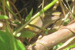 Eutropis multifasciata