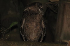 Otus megalotis