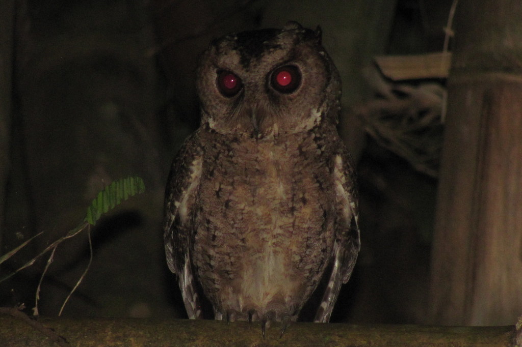 Philippine Scops-Owl (Otus megalotis) photo