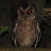 Philippine Scops-Owl - Photo (c) Jonathan Hakim, some rights reserved (CC BY-NC), uploaded by Jonathan Hakim