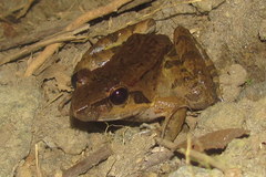 Limnonectes woodworthi