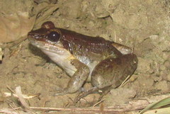 Limnonectes woodworthi