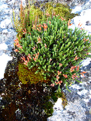 Erica lignosa