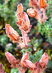 Erica lignosa