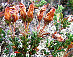 Erica lignosa