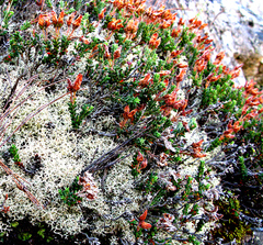 Erica lignosa