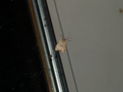 Coelostathma discopunctana