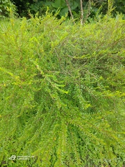 Phyllanthus myrtifolius