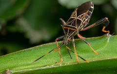 Leptoglossus lineosus