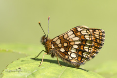 Melitaea aurelia