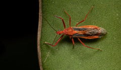 Repipta