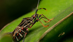 Leptoglossus lineosus
