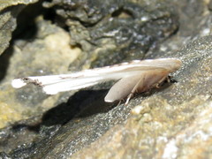 Urapteroides astheniata