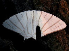 Urapteroides astheniata