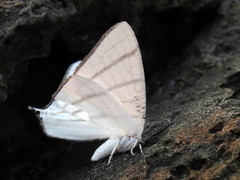 Urapteroides astheniata