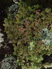 Pseudocyphellaria carpoloma