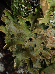 Pseudocyphellaria carpoloma