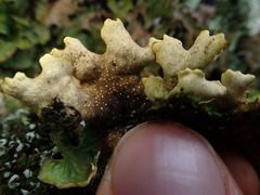 Pseudocyphellaria carpoloma