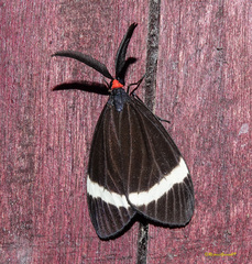 Pidorus