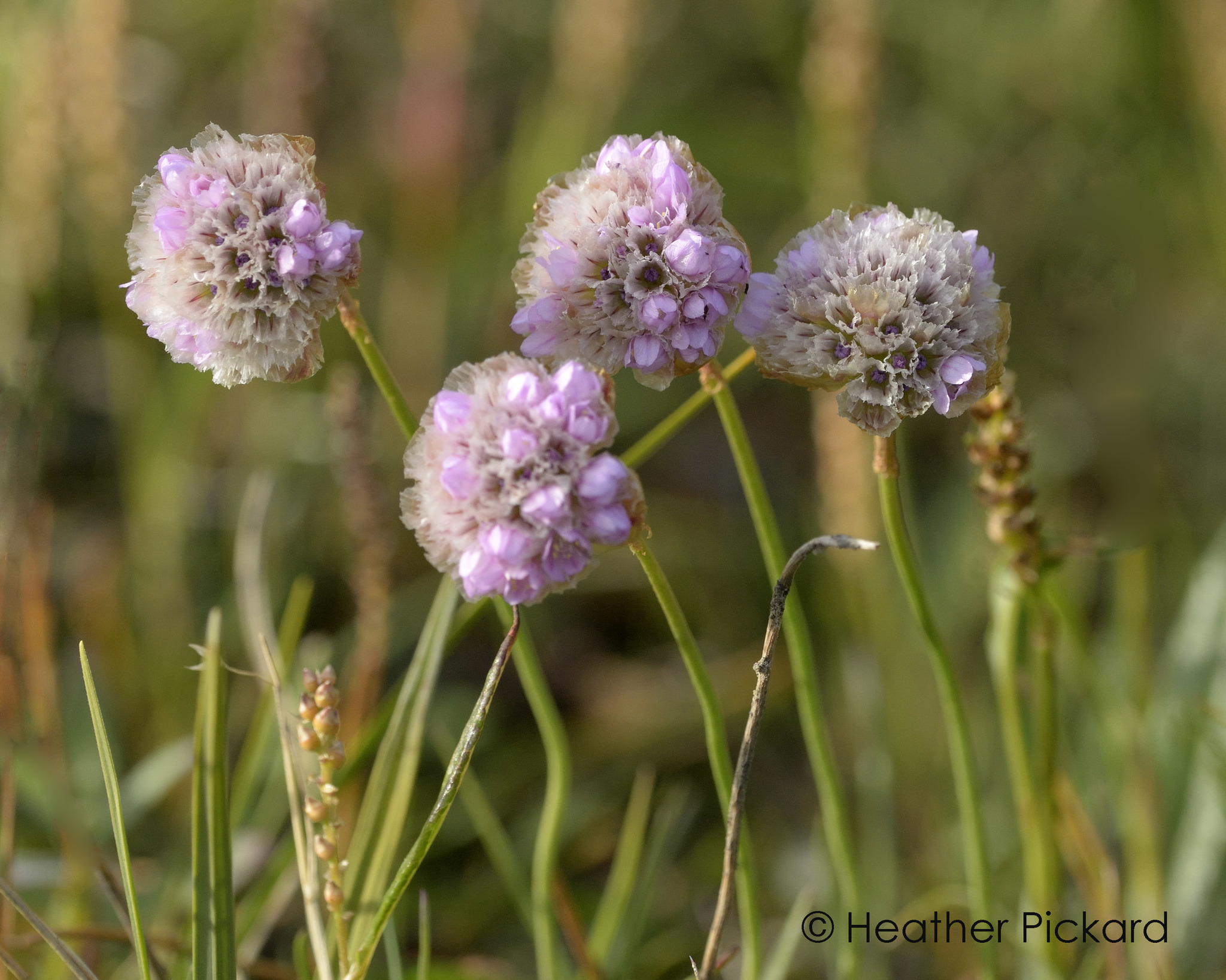 Armeria maritima ssp. sibirica