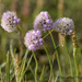 Siberian Sea Thrift - Photo (c) Heather Pickard, some rights reserved (CC BY-NC), uploaded by Heather Pickard