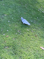 Columba livia domestica