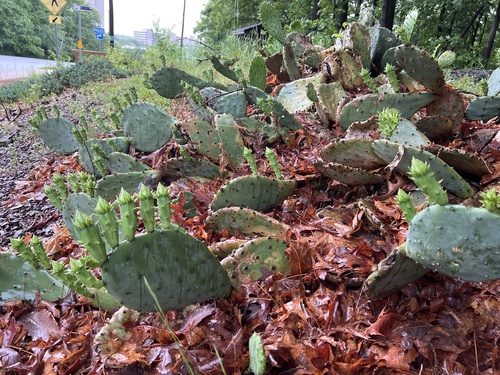 Opuntia tunoidea, photograph 2