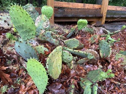 Opuntia tunoidea, photograph 3