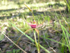 Caladenia pectinata