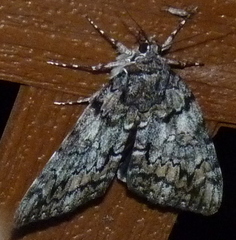 Catocala lacrymosa