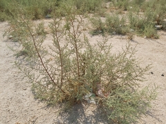 Tamarix aucheriana