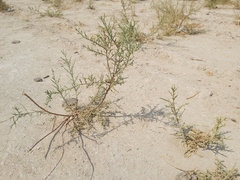 Tamarix aucheriana