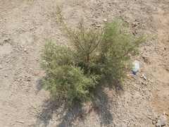 Tamarix aucheriana