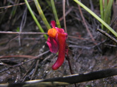 Utricularia menziesii