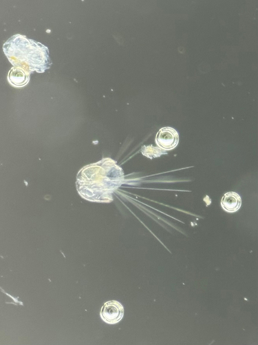 Bodljikaši (Echinodermata)
