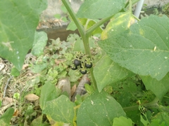 Solanum nigrum